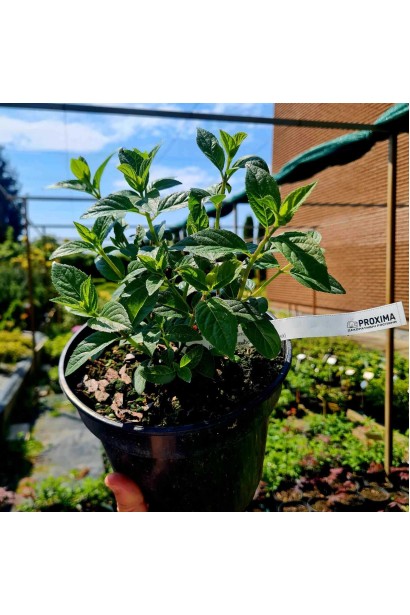 Гортензия Фрамбозин Рэнсам - 3л/вис.15-20см/Ø15-20см